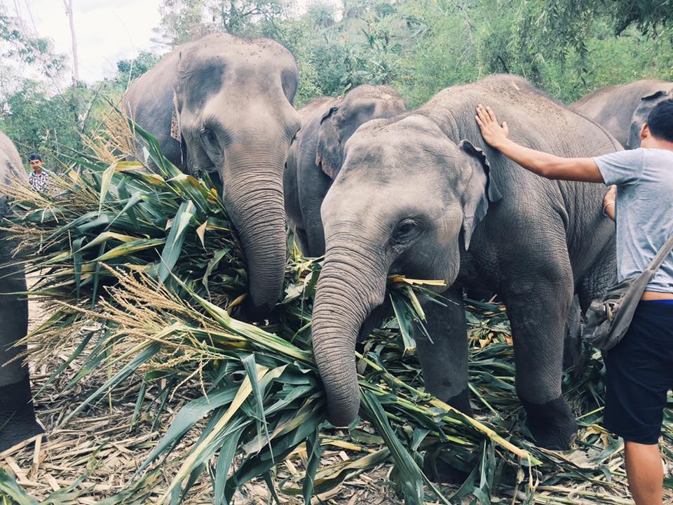 Elephants getting their food at an ethical elephant sanctuary in chiang mai 
