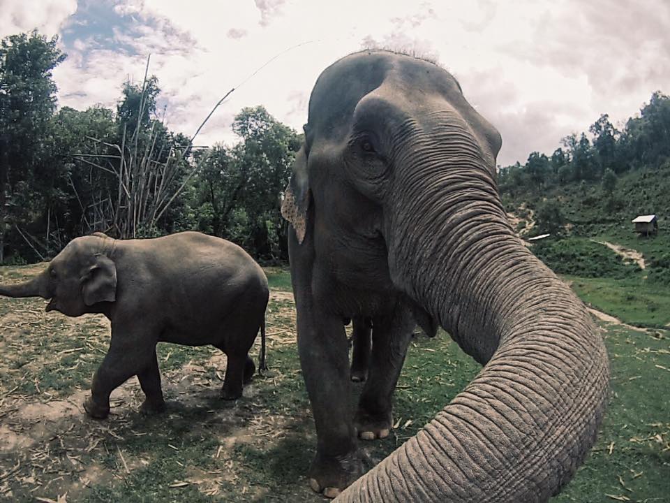 two elephants at the elephant jungle sanctuary chiang mai 