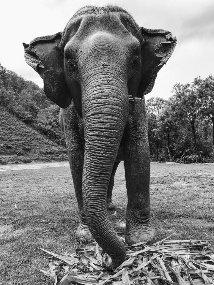 An elephant standing in front of the camera at an ethical elephant sanctuary in Chiang Mai 