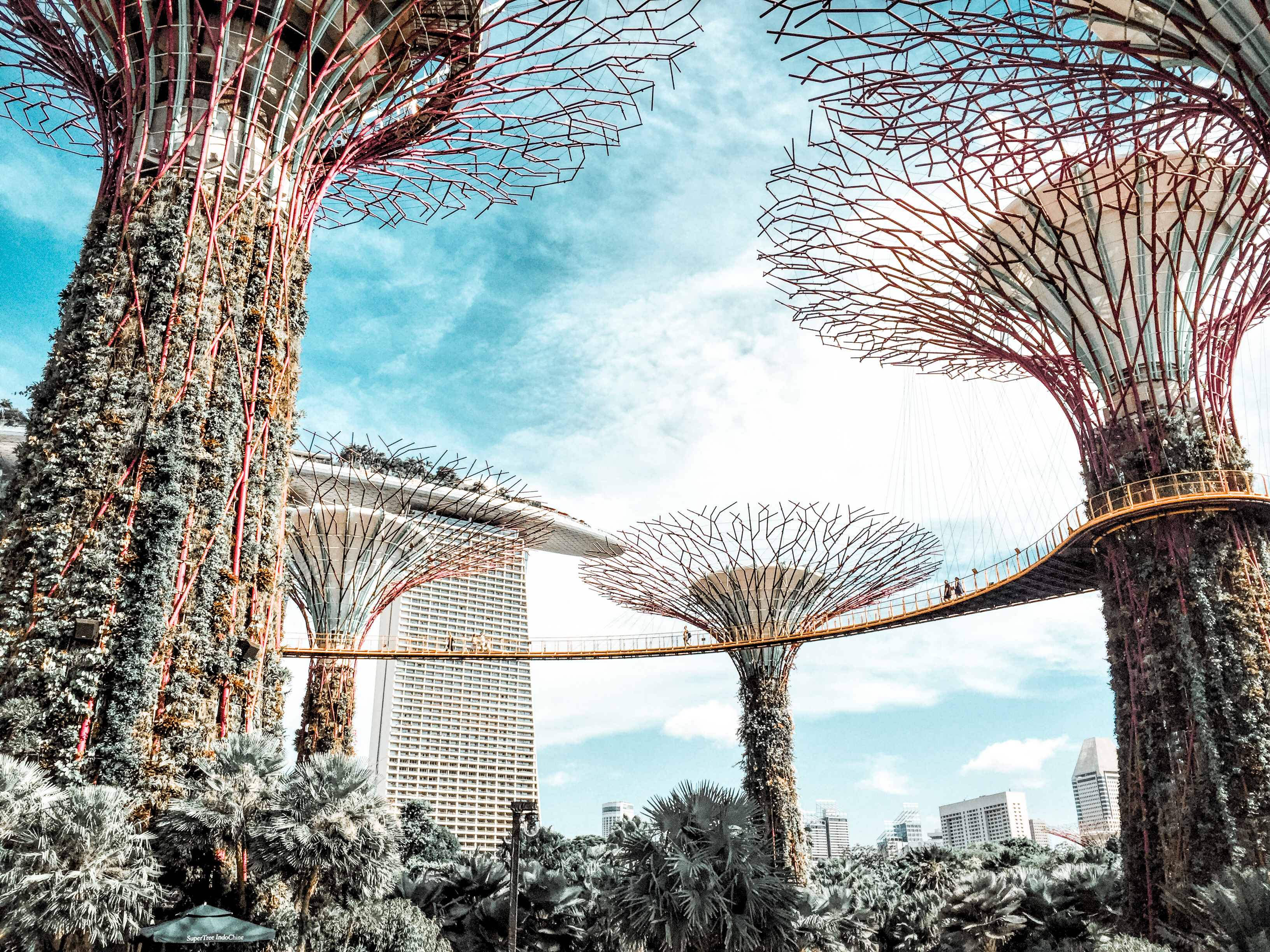 The supertrees at gardens by the bay Singapore 