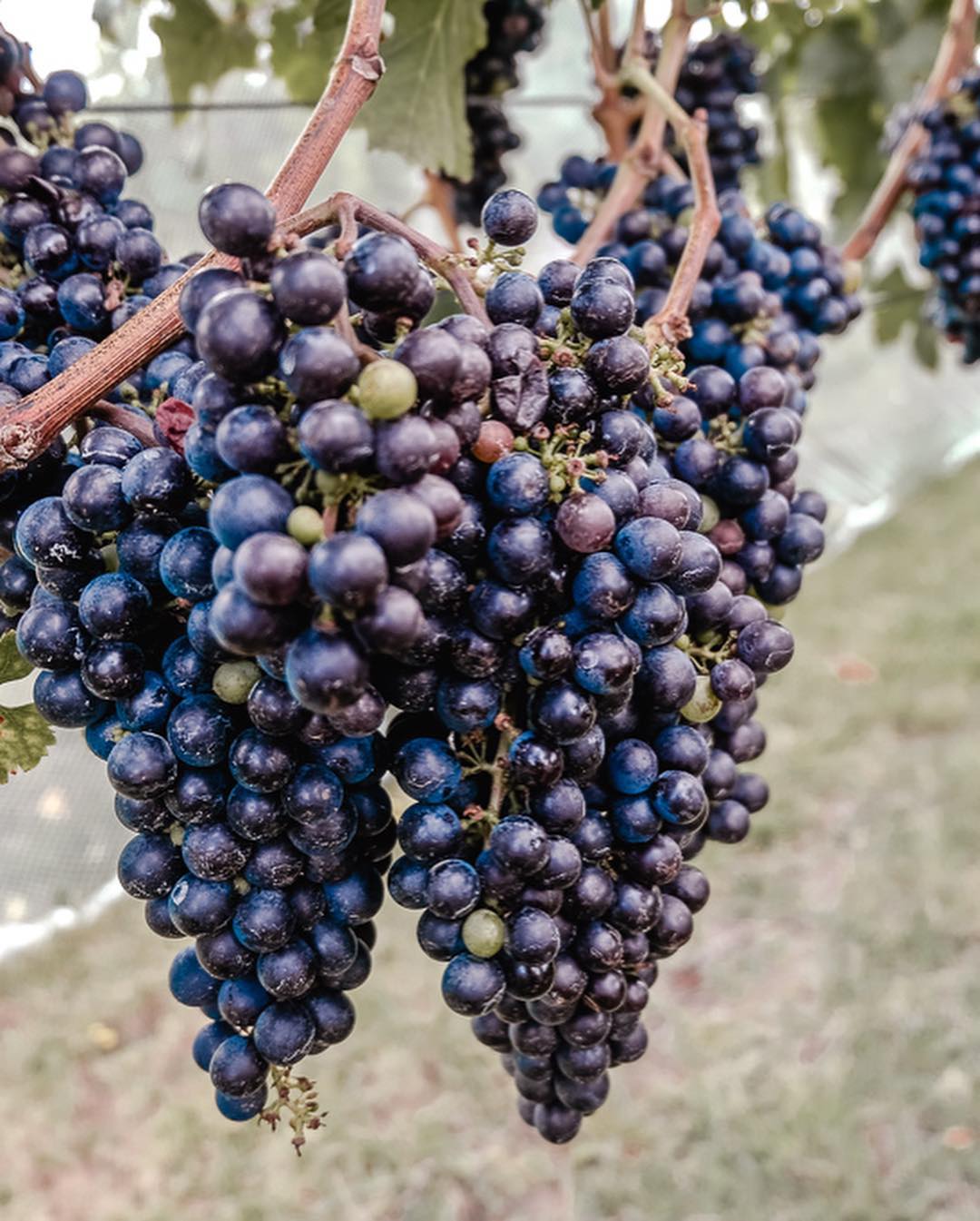 The red grapes from th best wineries on waiheke island 