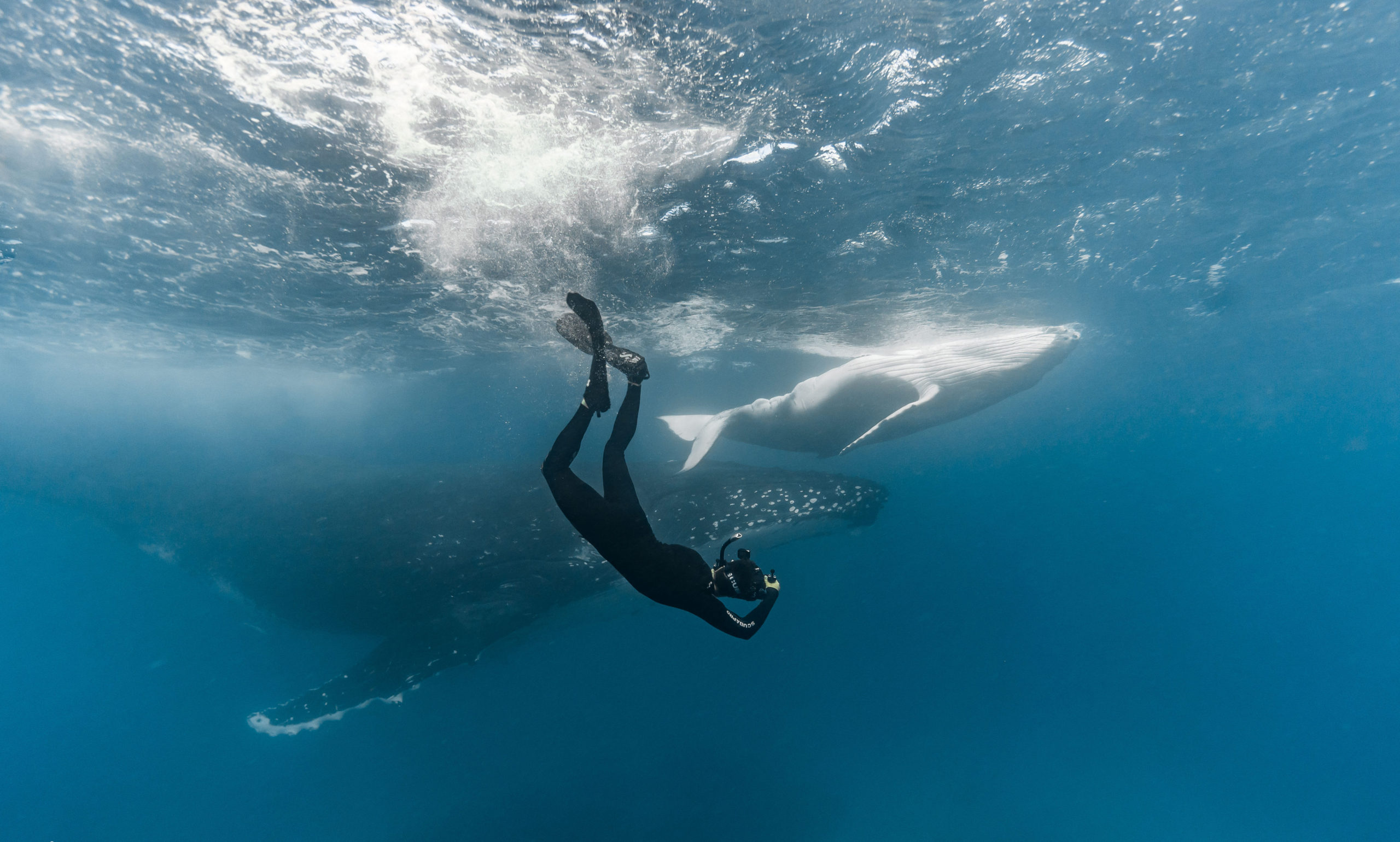 VIDEO: Swimming With Humpback Whales In Tonga