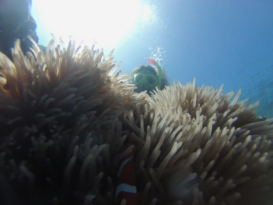 Snorkling in the barrier reef using a GoPro Hero 3