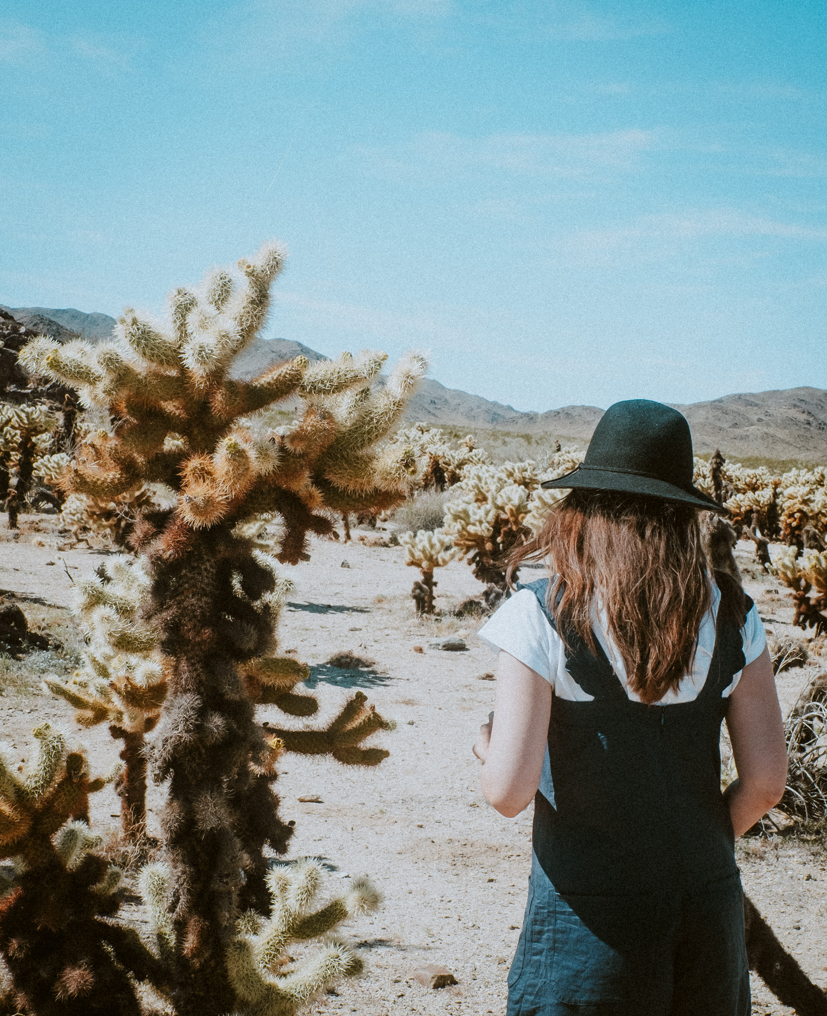 Holly next to Cholla Cactus plant in Joshua Tree National Park 
