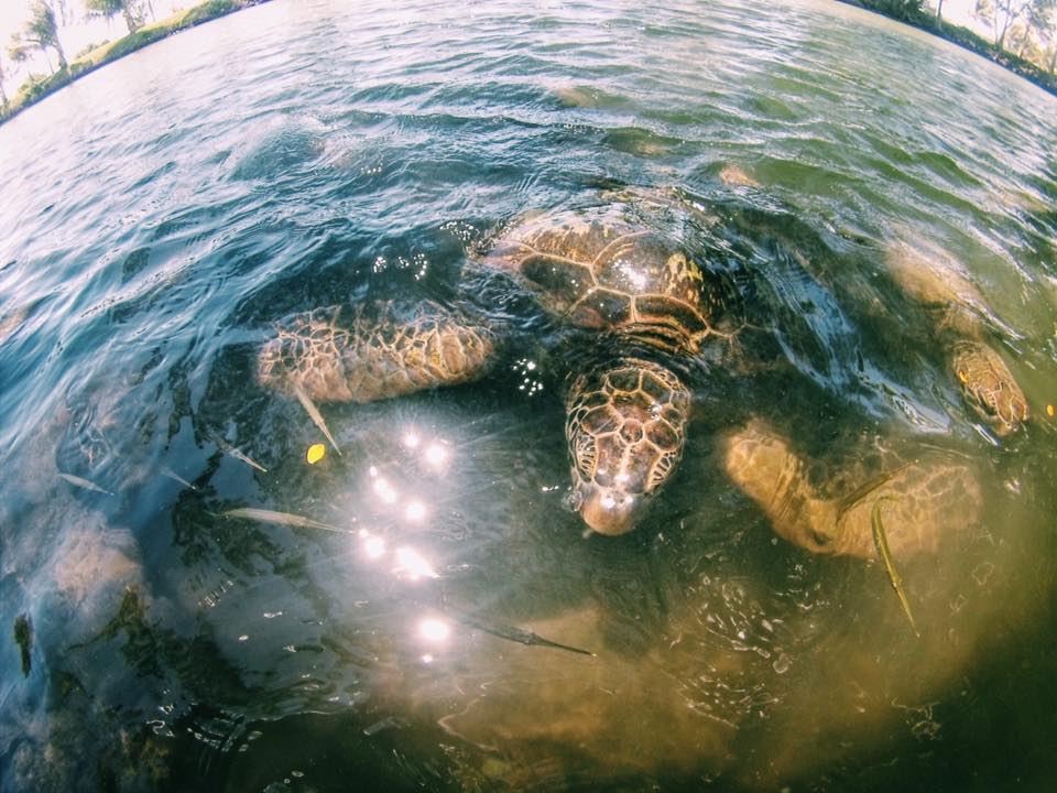 Turtles in the water 