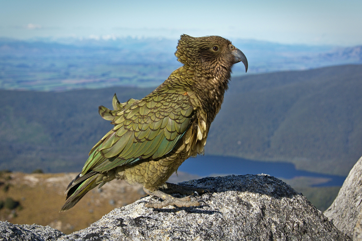 The Kea bird on top of a mountrain