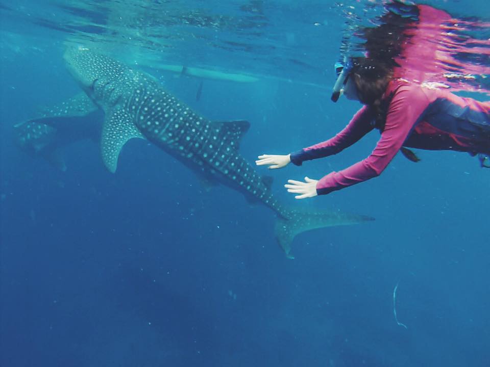 Swimming with Whale Sharks in Philippines