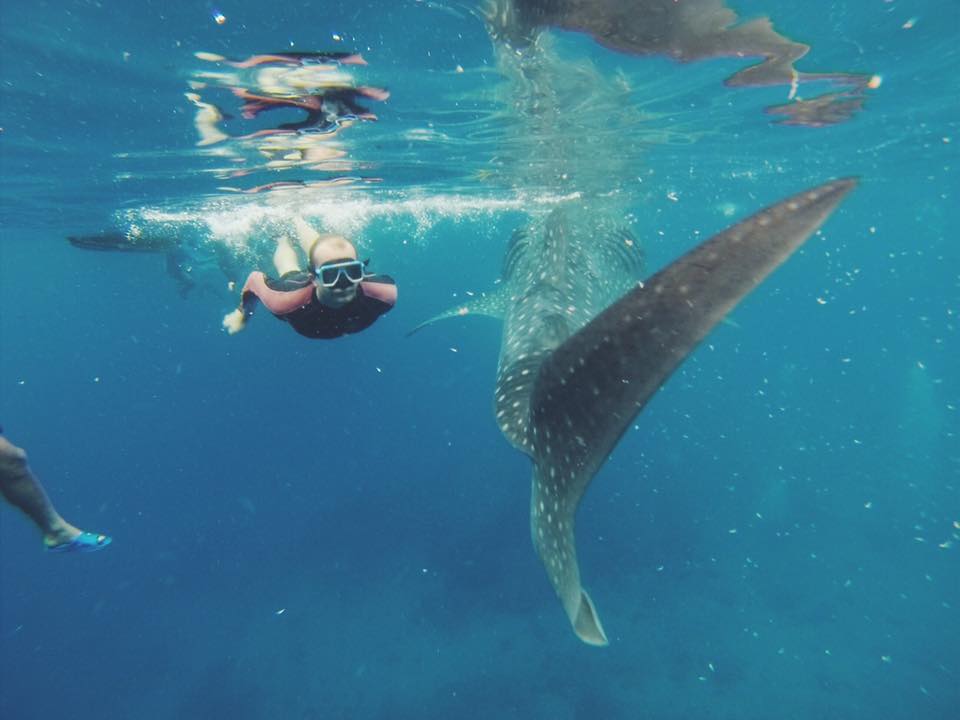 Swimming with Whale Sharks in Philippines