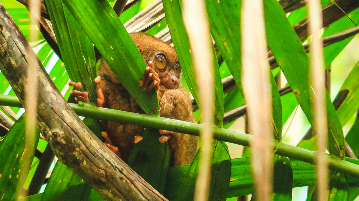 Tarsiers in Bohol 